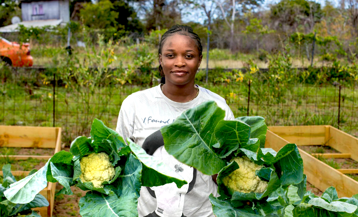Scilli Holding Cauliflowers 2 Scilli Holding Cauliflowers 2